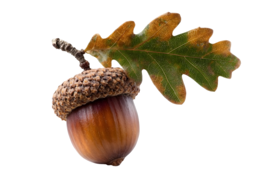 A close-up view of a single acorn attached to a vibrant green oak leaf, showcasing nature's beauty and the essence of autumn flavor. - Powered by Adobe