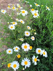 Fototapeta premium Blooming Chamomile Garden Aromatic Herbs for Wellness and Natural Beauty