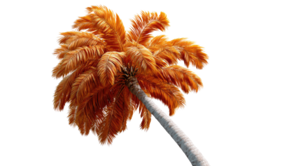 Golden Palm: An eye-level shot captures a majestic palm tree, its lush, vibrant foliage bathed in warm, golden light. This botanical marvel evokes feelings of tropical paradise, luxury.