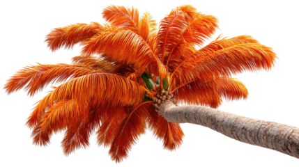 Golden Palm Embrace: The sun paints a tropical palm tree in radiant shades of gold and orange, as it bends towards the viewer, invoking a sense of warmth and serenity.