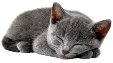 Sleepy Kitten: A peaceful gray kitten enjoys a moment of serene slumber. Soft fur, closed eyes, a picture of tranquility.