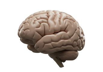 Isolated Anatomical Human Brain Model on White Background