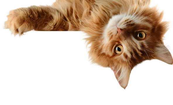 A playful orange cat relaxing upside down, showcasing its vibrant fur and curious expression. Perfect for pet lovers and animal enthusiasts.