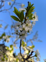Delicate White Blooms A Branch of Spring Blossom Against a Vibrant Blue Sky Backdrop