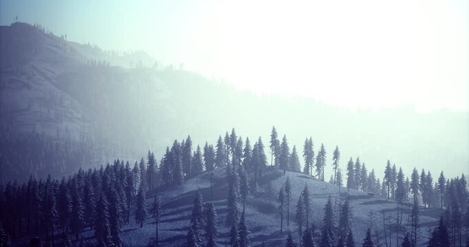 Snow blankets the hills as evergreen trees rise through a winter fog. The mountains stand in the background, creating a serene and tranquil atmosphere in the chilly season.