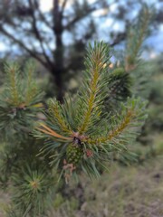 Close-Up of Pine Tree Branch with Needles and a Cone in Nature s Embrace, Woodland Beauty