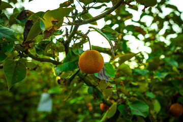 Asian nashi pears on a tree in bright summer sunlight at a home garden