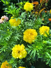 Vibrant Yellow Marigolds Blooming in a Lush Garden, Capturing the Essence of Summer Season