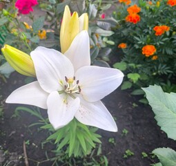 Elegant White Lily Bloom with Yellow Buds in a Summer Garden, Floral Beauty and Freshness