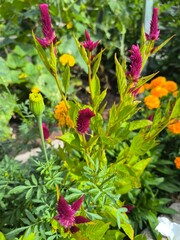 Fototapeta premium Vibrant Celosia Flowers in a Garden with Marigolds, a Burst of Summer Color
