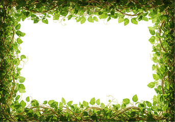 Fototapeta premium A frame of green vines and leaves borders a blank white space, creating a natural, organic edge.