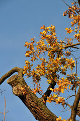 Baum im Herbst