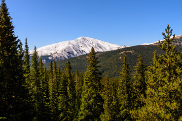 A pine forest set against a backdrop of snowcapped mountains and a clear blue sky.