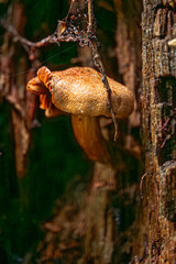 Pilz Orangefuchsiger Raukopf am Baum, Orange-brown fungus on a tree