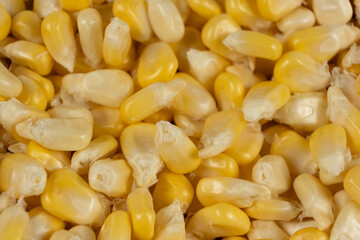 Fresh Raw Corn Kernels Macro Top View Texture