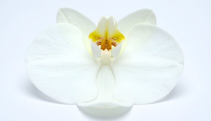 Obraz premium Close-up of a pristine white orchid, showcasing intricate details of the flower's center.