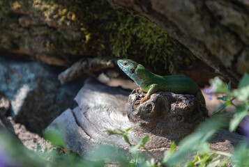 Green Lizard