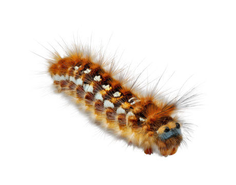 Caterpillar crawling on nature isolated on transparent background, png