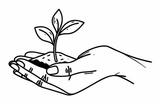 A hand holding a small plant with leaves growing from soil in a line drawing on a white background "png"