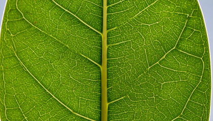 Obraz premium Close-up view of a vibrant green leaf, showcasing intricate vein patterns and texture.