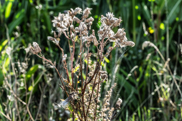 Wild Thistle Plants with Fluffy Seeds in a Green Meadow, Faaborg, Denmark