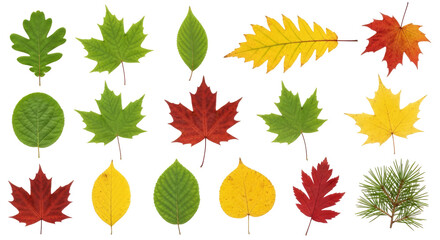autumn leaves collection transparent background png for design projects