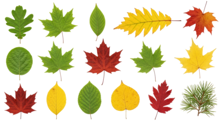 autumn leaves collection transparent background png for design projects