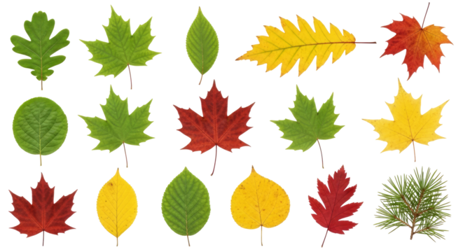 autumn leaves collection transparent background png for design projects - Powered by Adobe