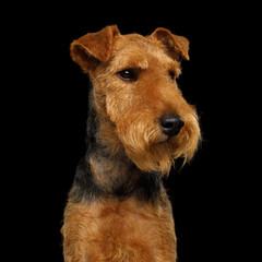 A Portrait of funny dog welsh terrier looking at side in front of isolated black background