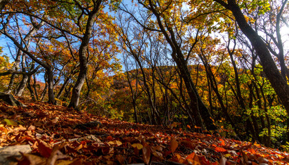 A vibrant autumn forest scene with colorful foliage, trees, and a sunny sky.