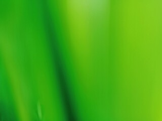 Green Leaf Abstract with Blur Effect. Perfect for use as texture, wallpaper, graphic design template, or decorative element with a nature theme.