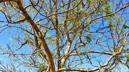 Dry tangled branches overlapping against the wide open sky with a calm and minimal mood