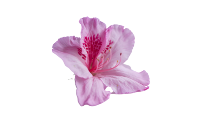 A delicate pink azalea flower, blooming with intricate details and vibrant color, isolated on a clean white background
