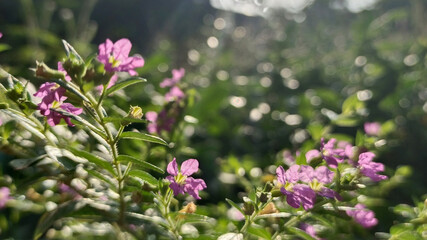 Purple Blossoms in nature with Bokeh light