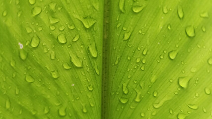 Dewdrops on a fresh green Leaves
