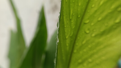 Raindrops on a Leaf  Edge