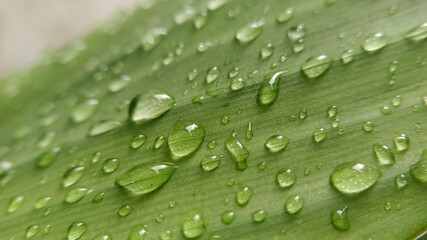 Raindrops on a Leaf  Surface