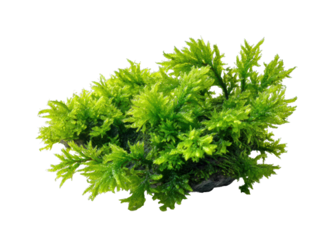 Lush green aquatic plant arrangement natural habitat view serenity isolated on transparent background, png