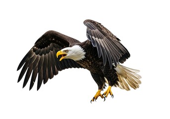 Fototapeta premium Majestic bald eagle in flight with wings spread wide