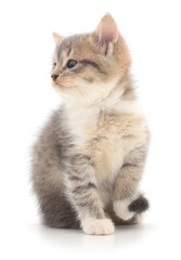 Cute gray tabby kitten sitting and looking aside isolated on white background