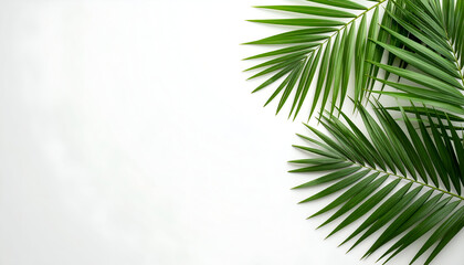 Fototapeta premium Fresh green palm fronds arranged in a corner on a bright white background.