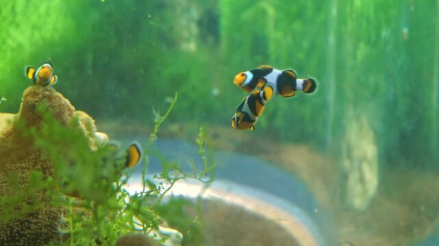 Clownfishes or anemonefishes or genus Amphiprion are saltwater fishes found in the warm & tropical waters of the Indo-Pacific. They mainly inhabit coral reefs. Pomacentridae family. omnivorous fishes.