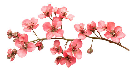 Fototapeta premium Delicate pink blossoms on a vibrant branch against a stark black backdrop, perfect for design isolated on white background