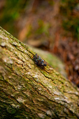 A cicada sits on a tree on hot summer day, closeup shot. Slow motion. Korea