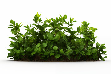 Obraz premium Green leafy trees and bushes in front of white background