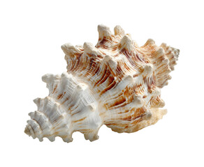 Collecting shells on the beach sea life coastal environment isolated on transparent background, png