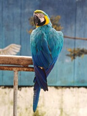 Blue and yellow Macaw parrot - Vibrant tropical bird close-up