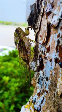 A cicada sits on a tree on hot summer day, closeup shot. Slow motion. Korea