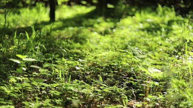 View of the trees. Soothing natural background. Soft sunlight on the leaves. The silence of nature on a warm day.