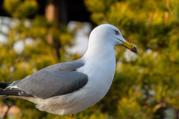 seagull perching on the pier at the seaside